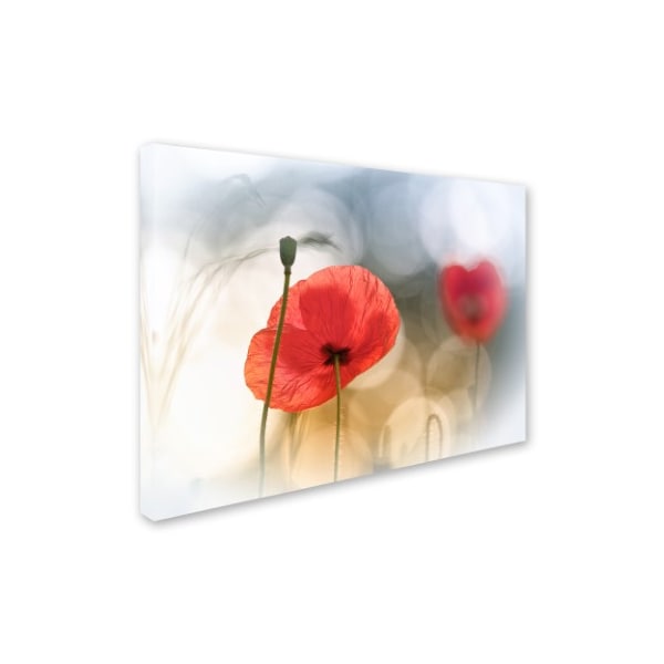 Steve Moore 'Morning Poppies' Canvas Art,18x24